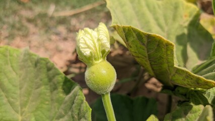 Young round bottle gourd fruit with flower bud on plant vine with green leaves closeup © Pixelly