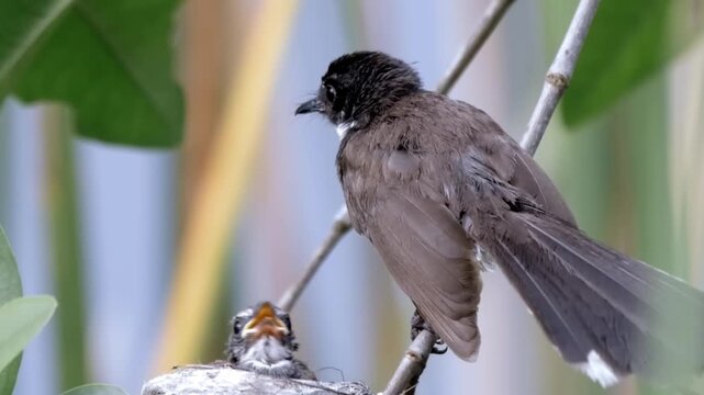 Wild bird feeding chick in nest, parent bird perched near tiny fledgling, natural wildlife habitat footage isolated on Transparent Background