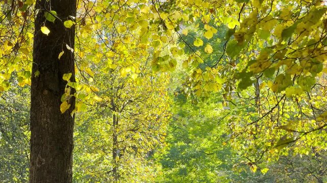 Golden leaves drift down in slow motion. A peaceful autumn park in Pushkin, Saint Petersburg evokes quiet joy.
