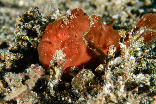 Bright red frogfish camouflaged in sandy ocean floor macro portrait