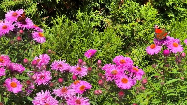 A Peacock butterfly and a Red Admiral butterfly feeding together on vibrant pink aster flowers in a sunlit autumn garden.