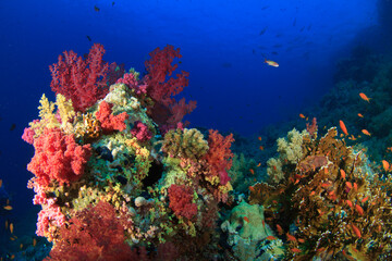 Colorful soft coral reef wall with orange anthias fish against deep blue ocean © Francisco