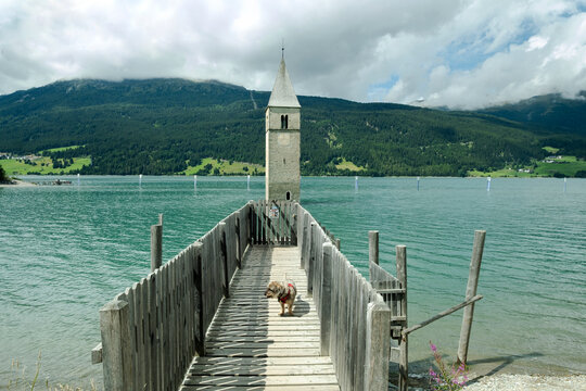 dog towards submerged bell tower of Curon Venosta in Resia lake, Trentino alto Adige, Italy