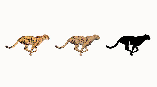 Cheetahs running in sequence showing motion and silhouette against a neutral background
