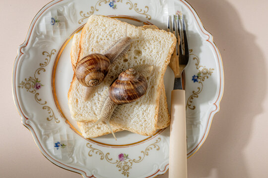 Close up of live snails on toast, conceptual French cuisine prep.