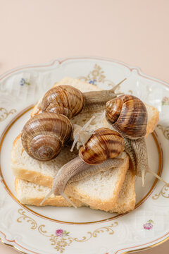 Macro shot of raw escargot snails on toast, gourmet food art
