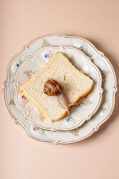 Live snail crawling on a slice of bread on vintage plates