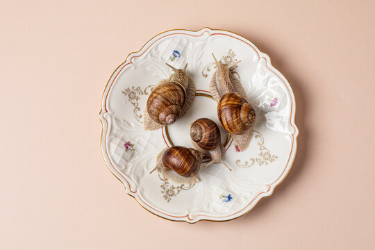 Four live snails crawling on a vintage porcelain plate