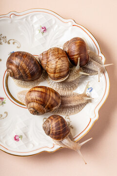Live snails crawling on a vintage porcelain dish