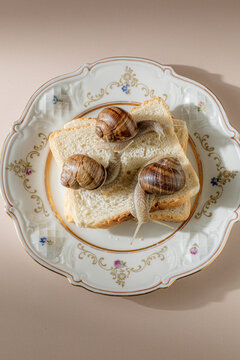 Three snails crawl on white bread on a fancy plate