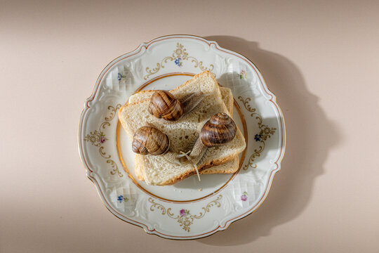 snails on toast bread. surreal food art aesthetics.
