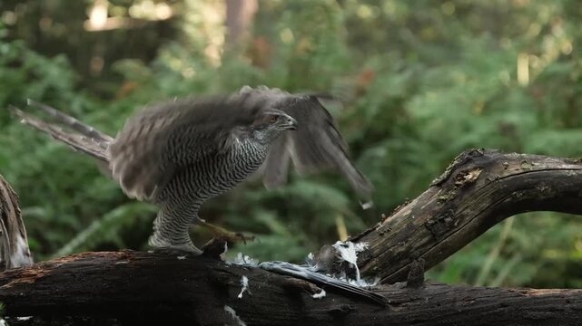 Wild Northern Goshawk perched on fallen branch in forest, raptor bird of prey spreading wings, natural wildlife habitat footage isolated on Transparent Background