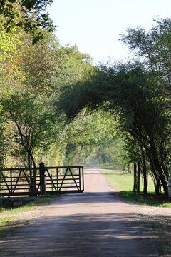 chemin forestier