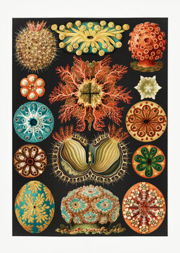 Vintage biological illustration of sea anemones and marine organism species on black background