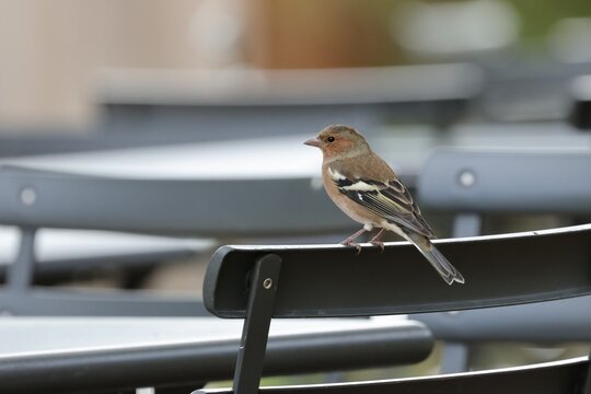 pinson sur une chaise