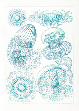 Vintage scientific line drawing illustration of jellyfish species with curling tentacles in teal blue