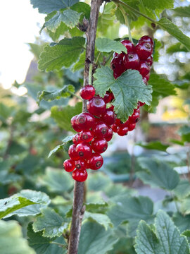 Rote Johannisbeeren