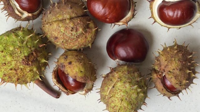 A collection of chestnuts in their spiky green husks and shiny brown shells. The scene highlights the natural textures and colors of autumn harvest.