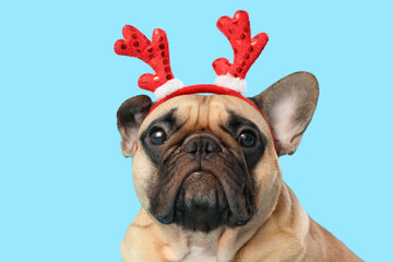 Cute French bulldog in reindeer horns on blue background. Christmas celebration © Pixel-Shot