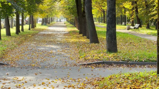 Golden leaves drift softly in slow motion along a path. This peaceful autumn park in Pushkin, Saint Petersburg evokes quiet joy and serene calm.