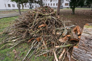Outdoor daylight view of a large mound of pruned tree branches twigs and timber logs piled up for disposal on grassy park ground © matousekfoto