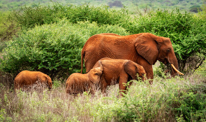 African Elephant Family in Green Savanna Habitat © Fabio
