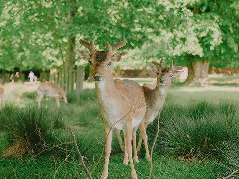 Two fallow deer looking at the camera in a sunny English deer park
