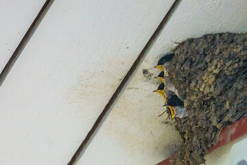 House martin, Delichon urbica feeding the chicks © Mats