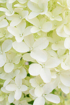 Hydrangea Skyfall Petals Macro View for Background