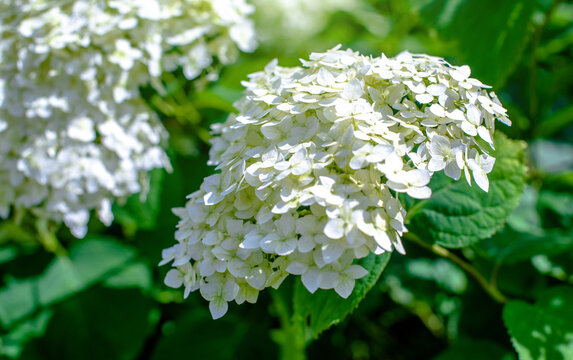 White hydrangea blooms in summer in the city Park

