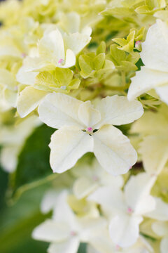White Fraise Melba Hydrangea Petals Macro