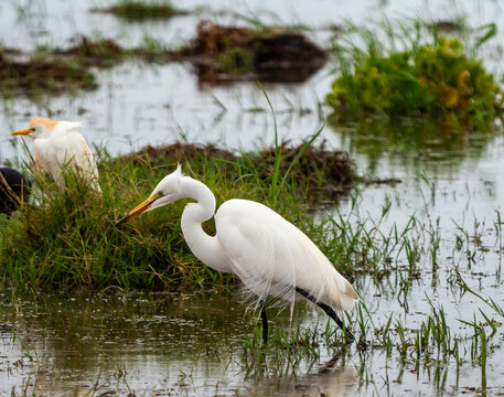 White egret wading in marsh