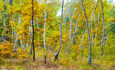autumn red forest glade, calm and peaceful outdoor seasonal scene © Yuriy Kulik