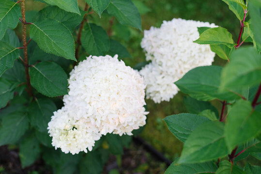 Hydrangea Skyfall Flower Bush Blooming Garden