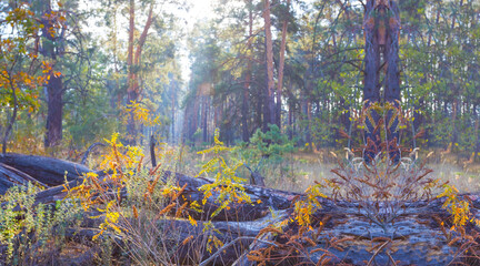 autumn red forest glade, calm and peaceful outdoor seasonal scene © Yuriy Kulik