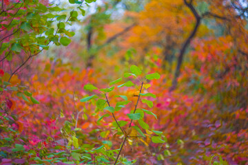 autumn red forest glade, calm and peaceful outdoor seasonal scene © Yuriy Kulik