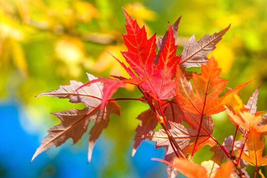 Autumn background-red maple leaves in the city Park
