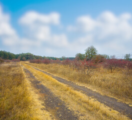 ground road among the autumn forest glade © Yuriy Kulik
