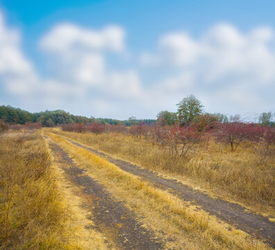 ground road among the autumn forest glade