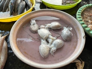 Fresh Raw Baby Octopus Cuttlefish Floating in Plastic Water Basin at Seafood Market © Agus