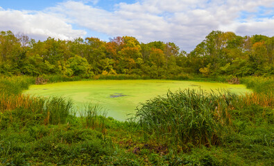 small calm lake among the red autumn forest under blue cloudy sky © Yuriy Kulik