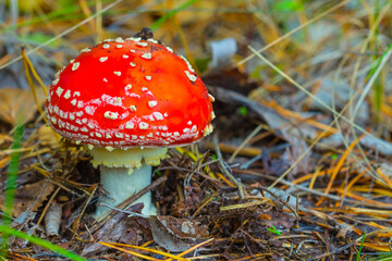 closeup alone red flyagaric mushroom in the autumn forest © Yuriy Kulik