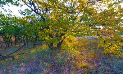 autumn forest glade in light of the sparkle evening sun © Yuriy Kulik