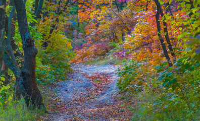 closeup ground road among the red autumn forest © Yuriy Kulik