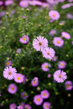 Beautiful Pink Perennial Aster Flowers Blooming in Green Autumn Garden