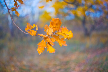 closeup red autumn oak tree branch in the forest, seasonal outdoor scene © Yuriy Kulik