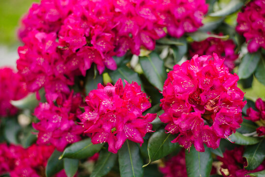 Group of Pink Rhododendron Nova Zembla Flower Heads