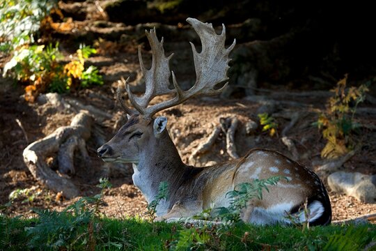 closeup of a fallow deer