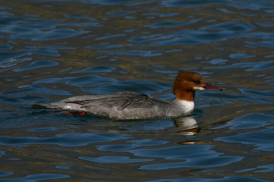 Goosander swimming on the lake