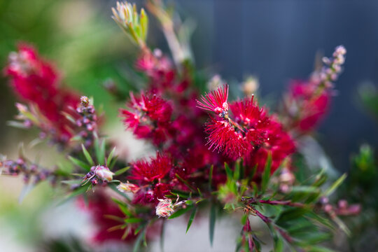 native Australian callistemon bottle brush plant with red flowers shot at shallow depth of field